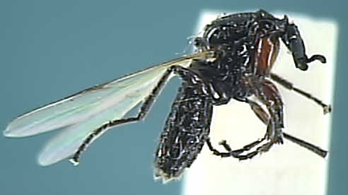 Dilophus femoratus